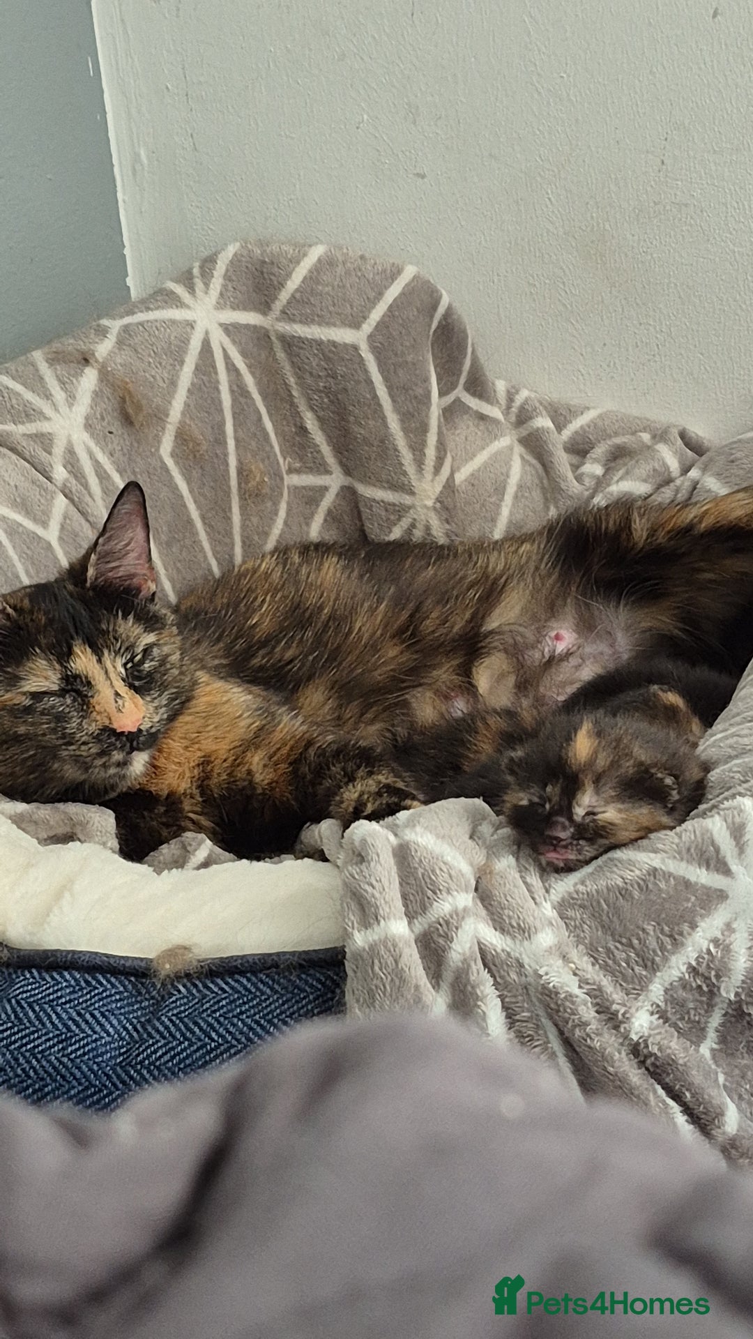 Mixed Breed cats for sale: 2 black kittens for sale - Image 4