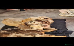 Dachshund dogs for sale: GORGEOUS GREEN EYED MERL GIRL & FAWN WIRE GIRL - Image 4