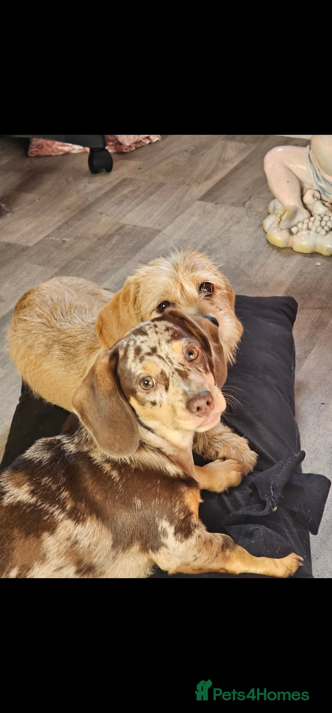 Dachshund dogs for sale: GORGEOUS GREEN EYED MERL GIRL & FAWN WIRE GIRL - Image 4