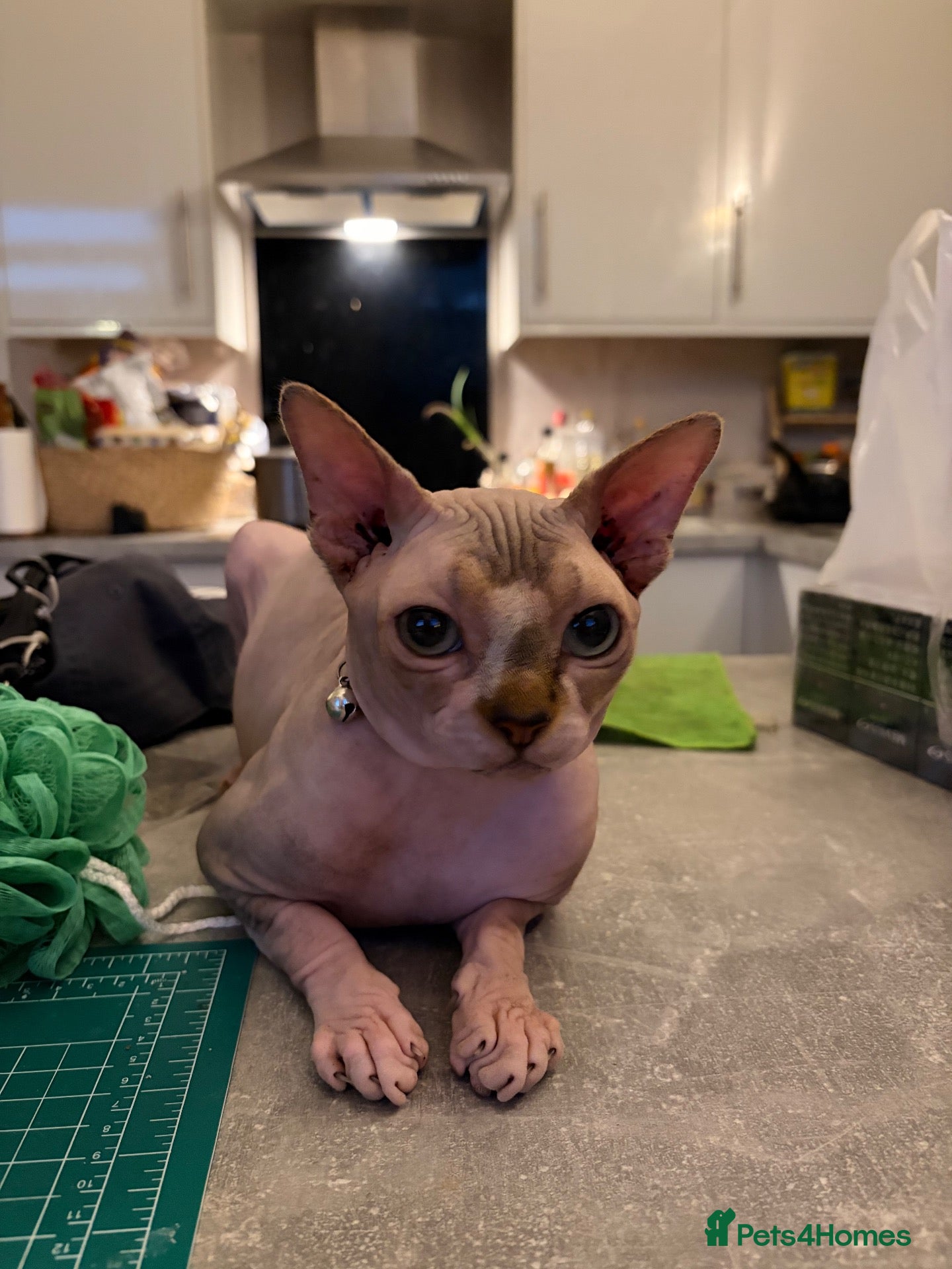 Sphynx cats 2 years old male Sphynx Cat - Advert 7
