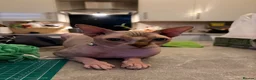 Sphynx cats for sale: 2 years old male Sphynx Cat in Nottingham - Advert 1