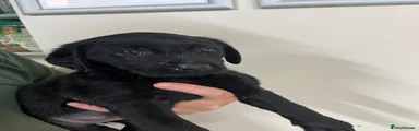 Black Collar