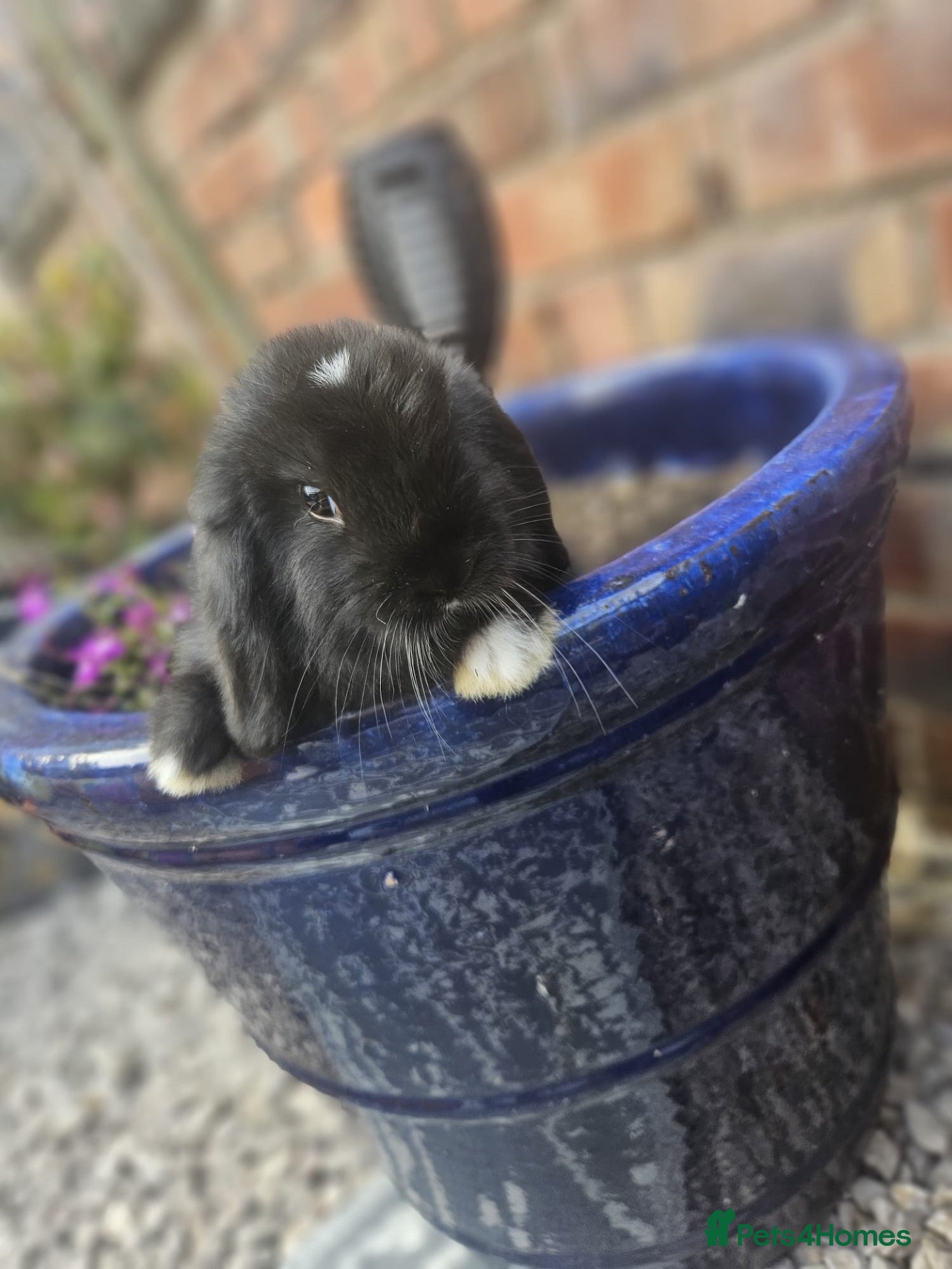 Mini Lop rabbits Mini lop babies for sale  - Advert 1