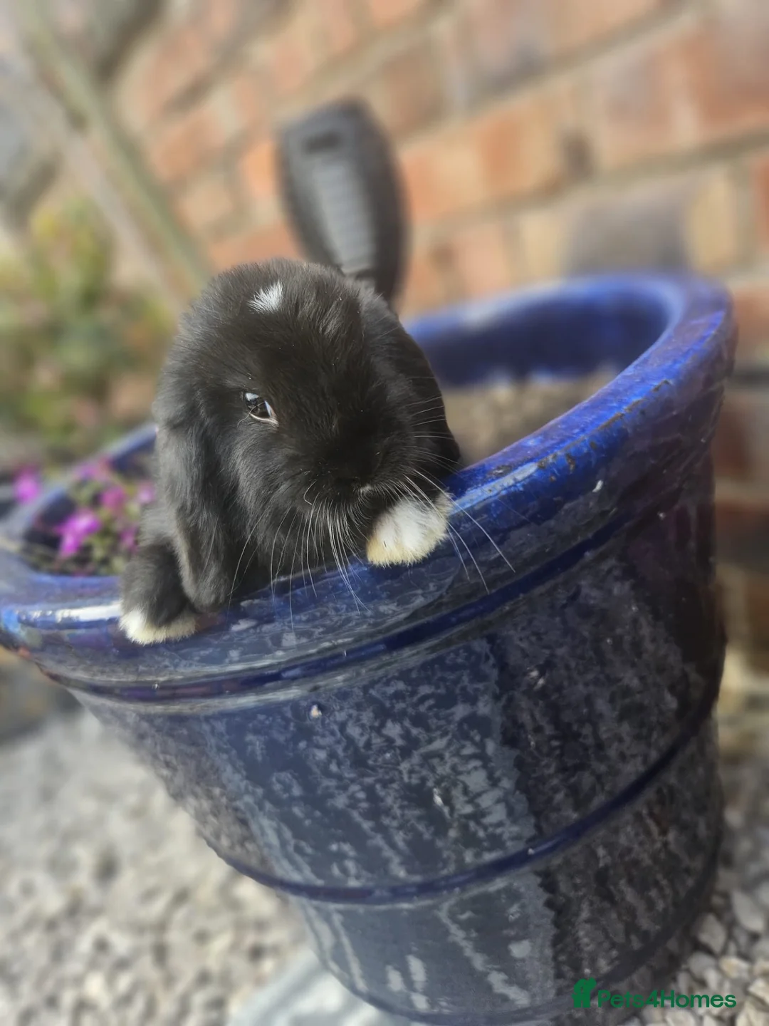 Mini Lop rabbits for sale: Mini lop babies for sale  - Advert 1