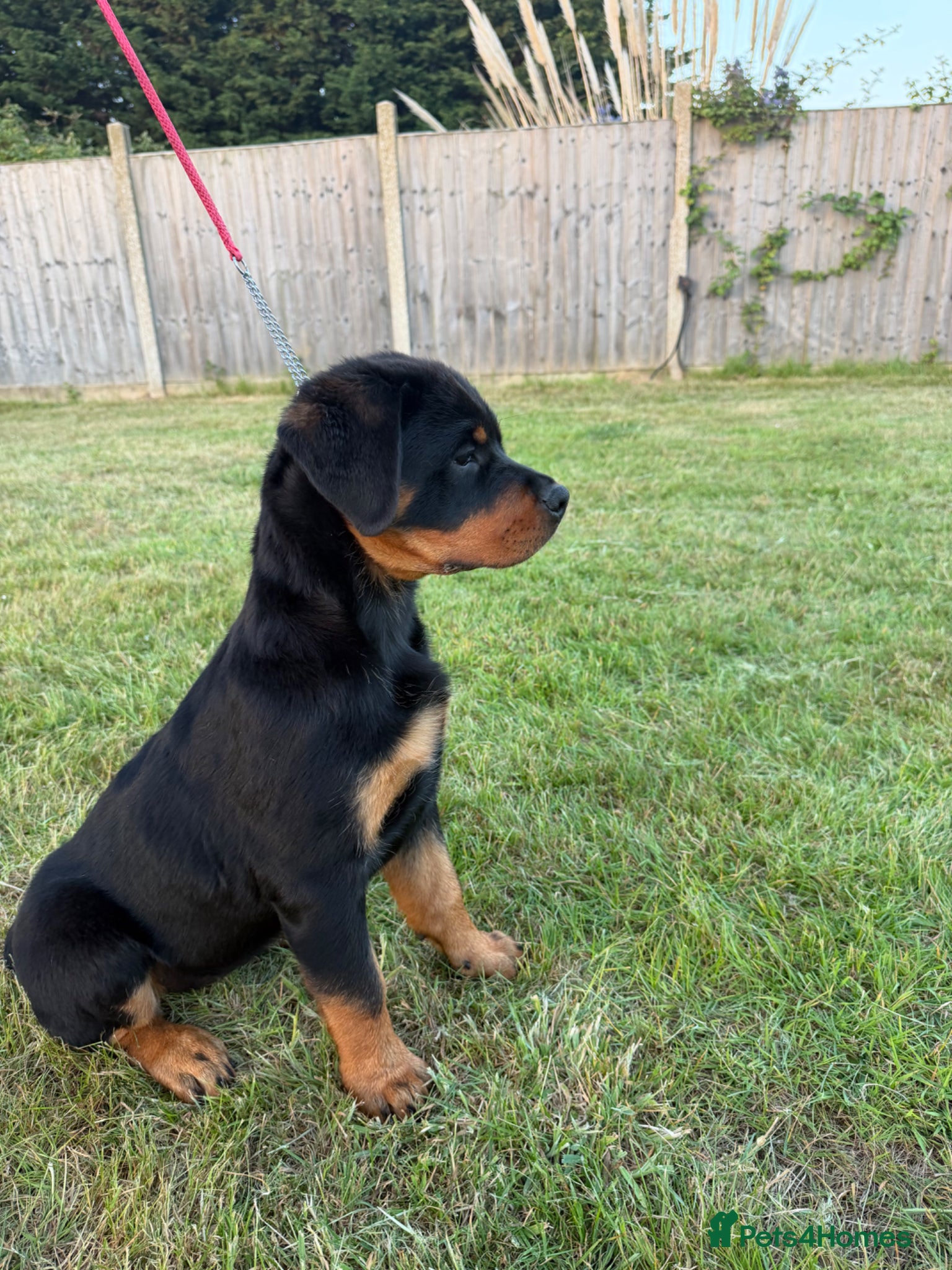 Rottweiler dogs Beautiful female Rottweiler puppy - Advert 11