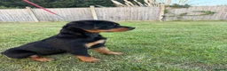 Rottweiler dogs for sale: Beautiful female Rottweiler puppy - Advert 1