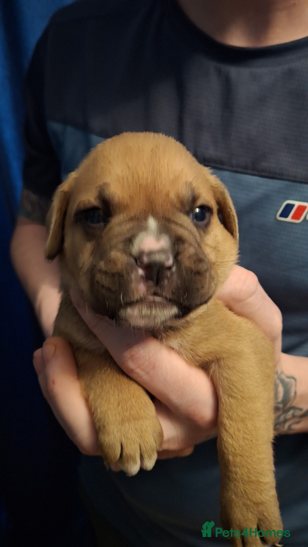 Mixed Breed dogs for sale: Old tyme x puppys  - Advert 11