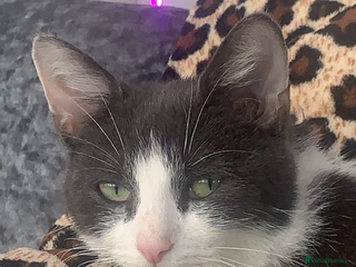 Domestic Shorthair cats for sale - Advert 1