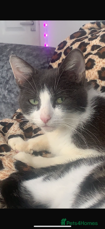 Domestic Shorthair cats - Advert 1