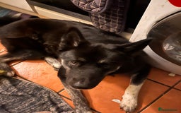 Mixed Breed dogs for sale: Comet - Image 2
