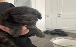 Bedlington Terrier dogs for stud: KC Registered Bedlington Terrier Stud in Ferryhill - Image 34