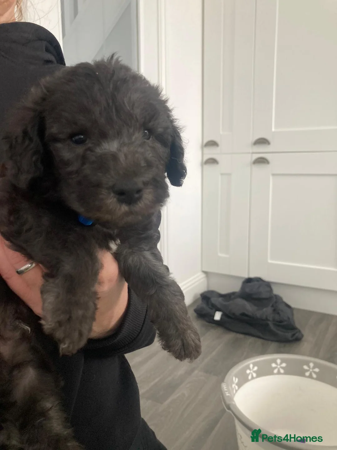 Bedlington Terrier dogs for stud: KC Registered Bedlington Terrier Stud in Ferryhill - Advert 34