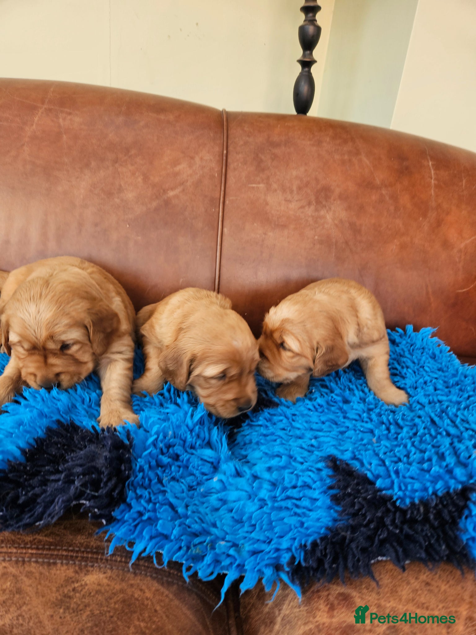 Golden Retriever dogs 5 star reg breeder parents health tested kc reg - Advert 2