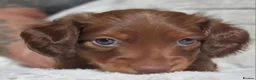 Dachshund dogs for sale: Dachshund puppies - Advert 4