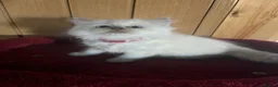 Ragdoll cats for sale: Gorgeous Tica ragdoll kittens  - Advert 13