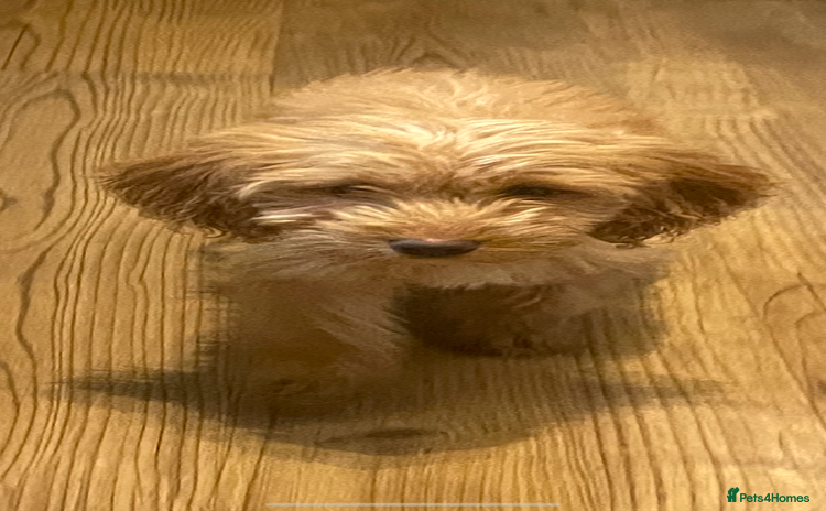 Cockapoo dogs 1 female Cockapoo puppy for sale - Advert 11