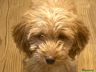 Cockapoo dogs 1 female Cockapoo puppy for sale - Advert 15