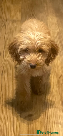 Cockapoo dogs 1 female Cockapoo puppy for sale - Advert 11