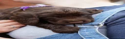 Sprocker dogs for sale: Joyful Sprocker Puppies for Sale - Advert 4