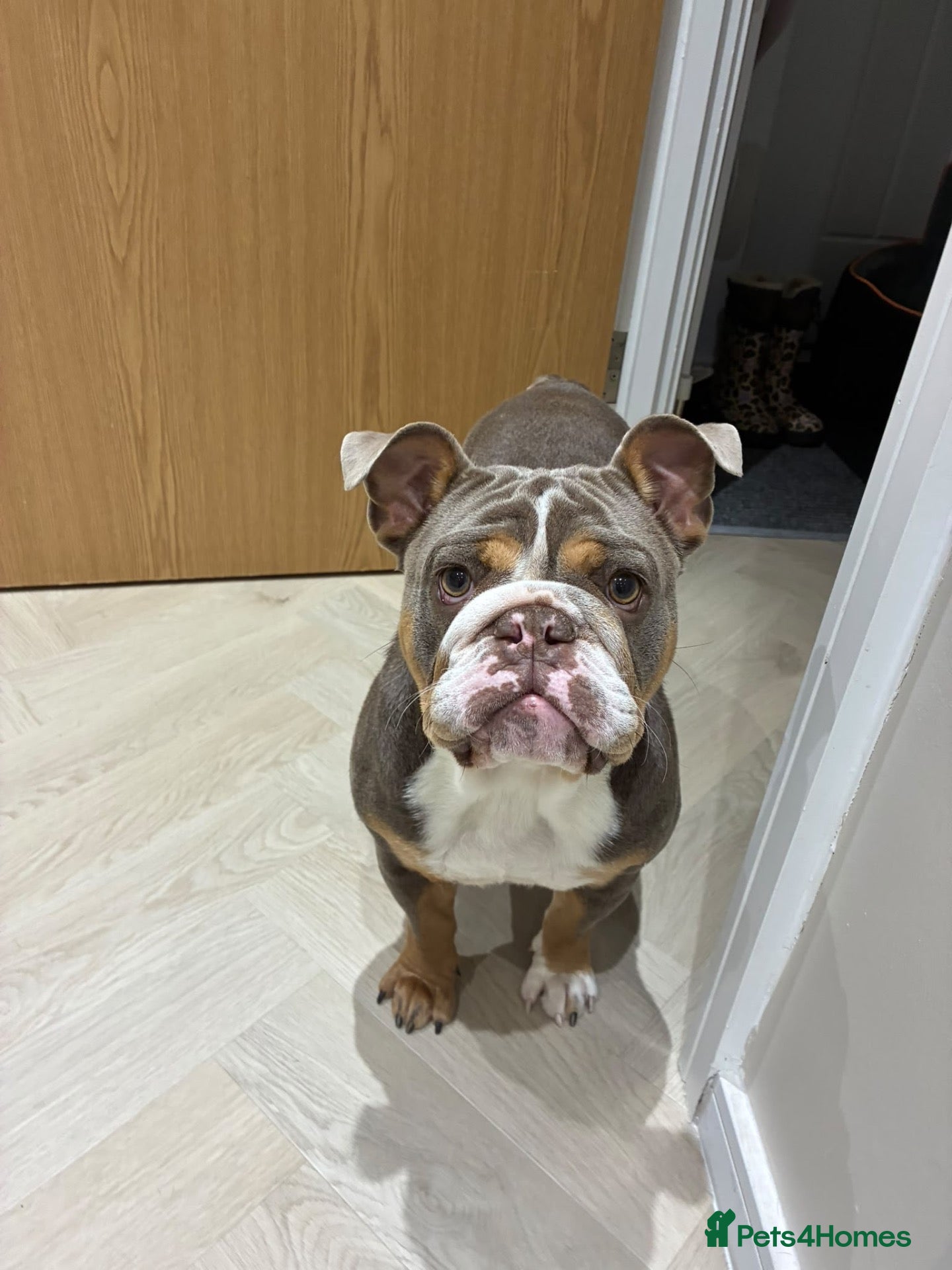 English Bulldog dogs for sale: English Bulldog Seeking a Loving New Home - Advert 8