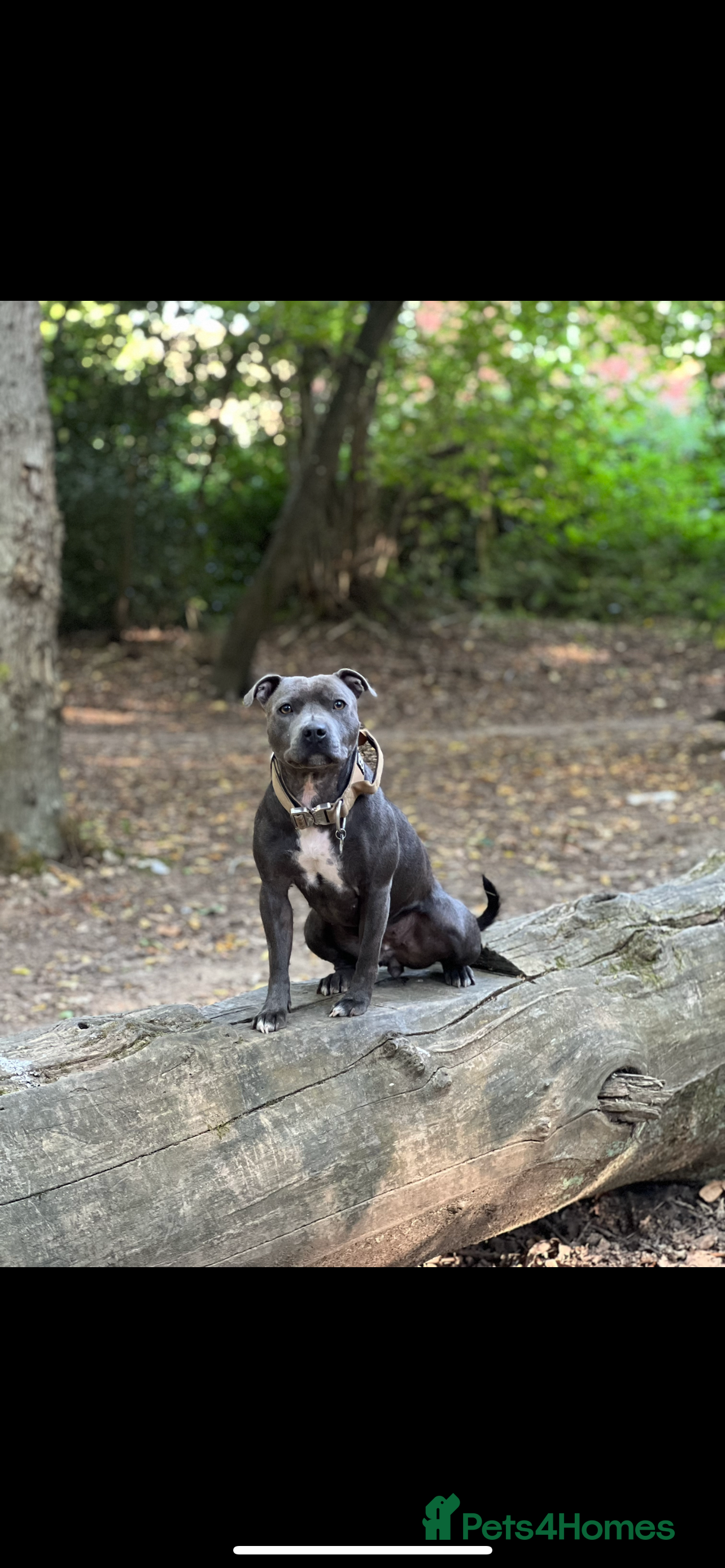 Staffordshire Bull Terrier dogs Kc reg pied, blue and black Staffies  - Advert 1