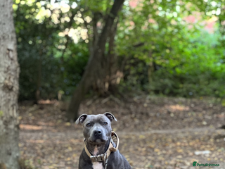 Staffordshire Bull Terrier dogs Kc reg pied, blue and black Staffies - Advert 3