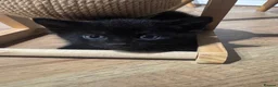 Domestic Shorthair cats for sale: Kittens for sale in Reading - Advert 6