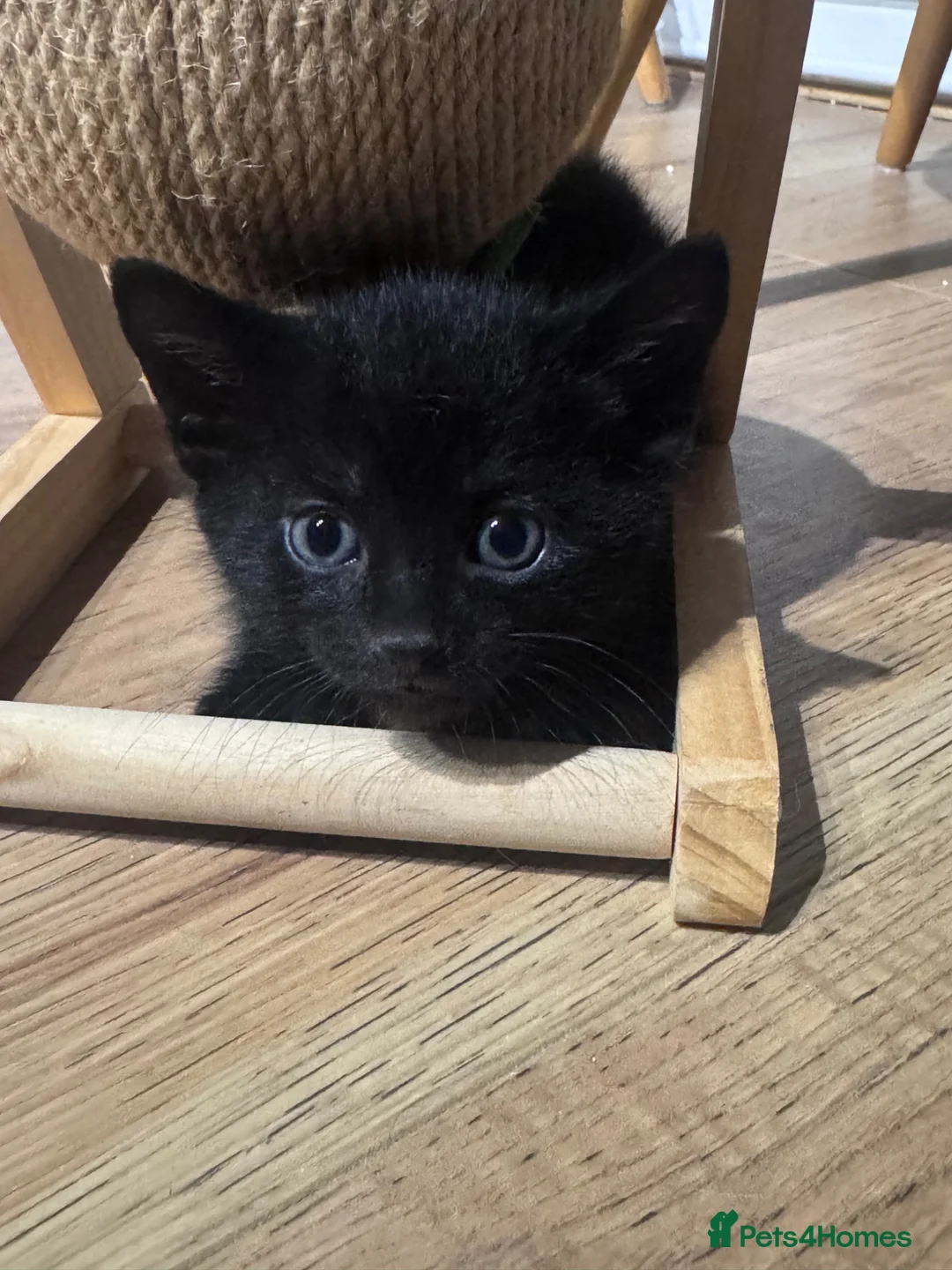 Domestic Shorthair cats for sale: Kittens for sale in Reading - Advert 6