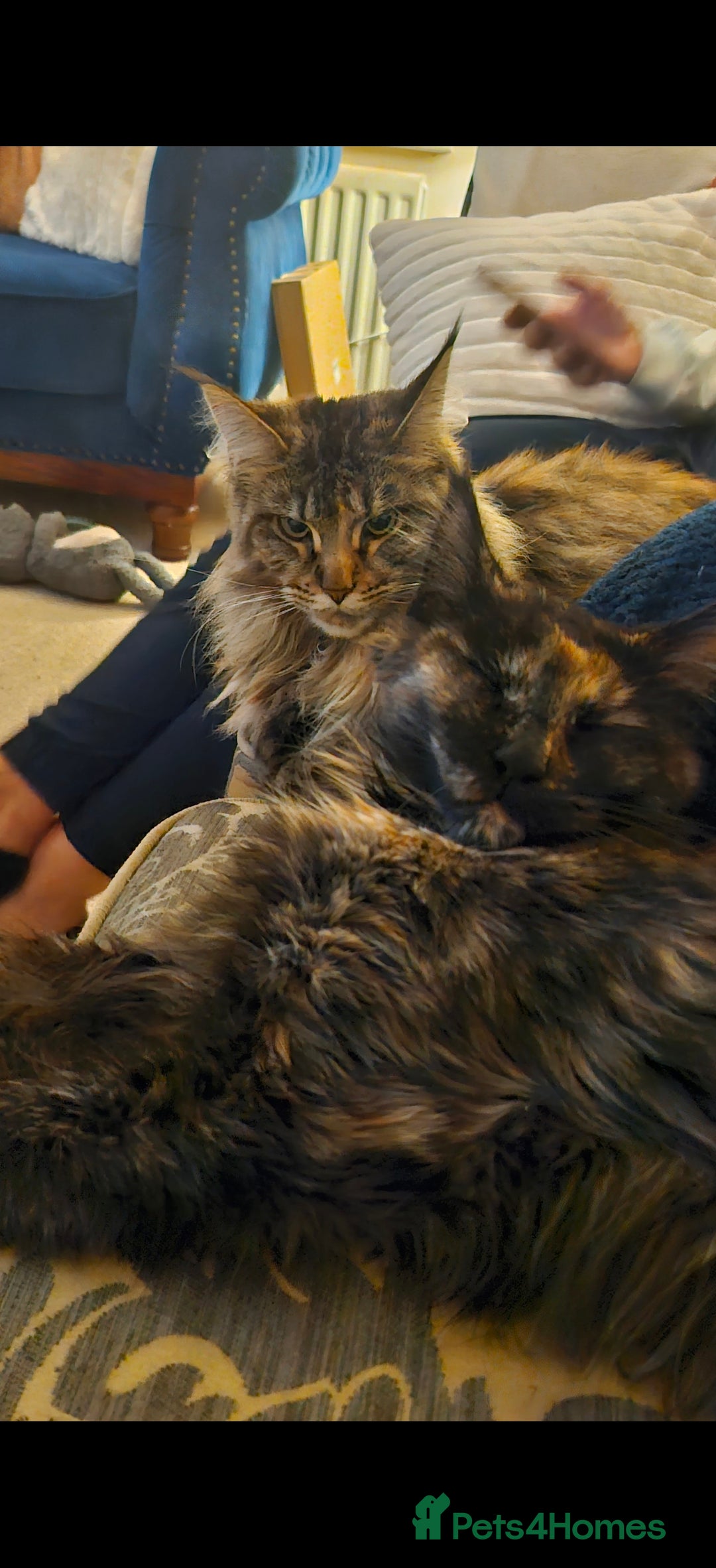 Maine Coon cats for sale: Maine coons Nellie & Dollie to stay as a pair.  - Advert 4