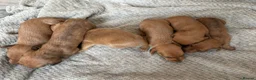 Miniature Dachshund dogs for sale: Kc registered mini dachshunds puppies 🐶  - Advert 18