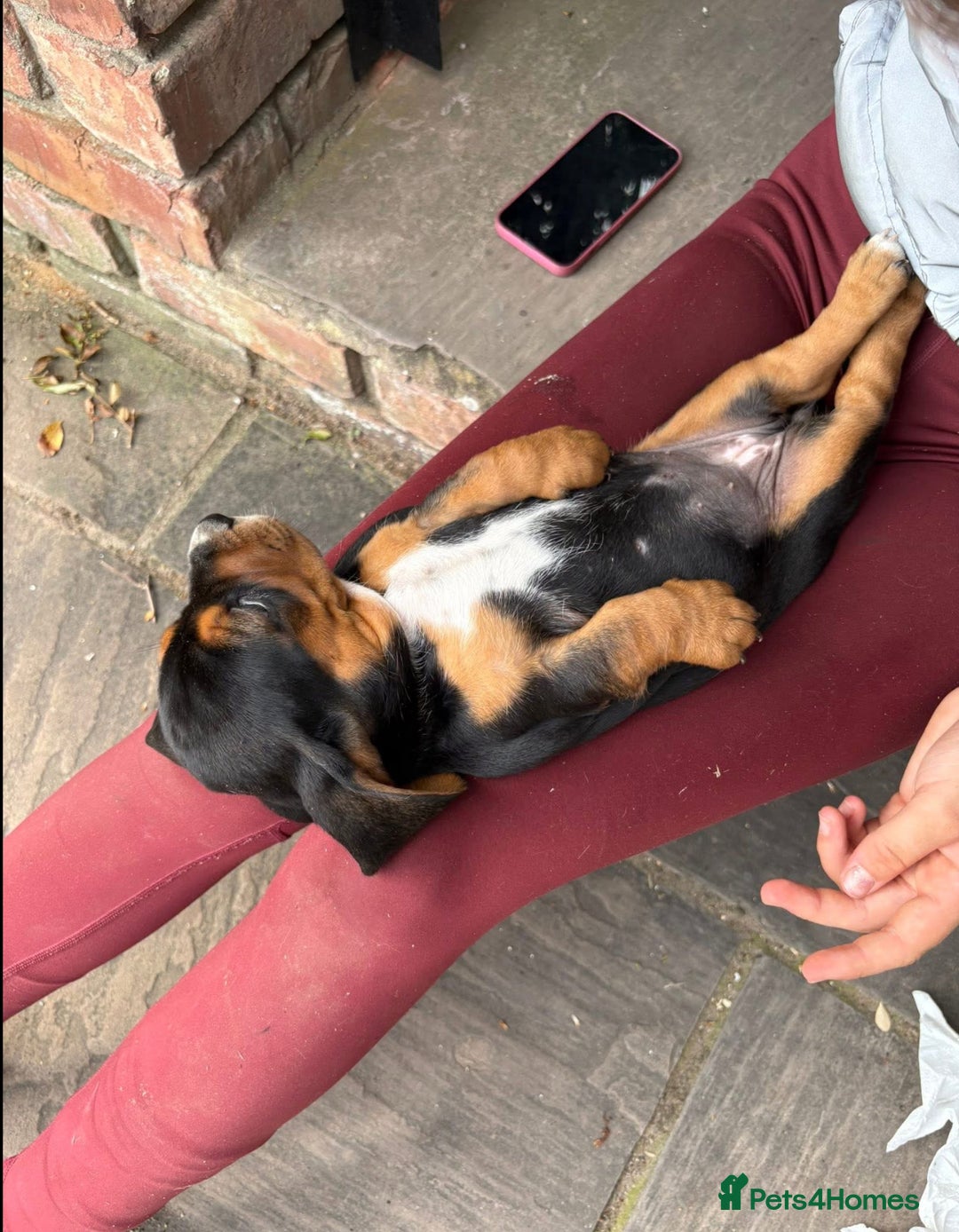 Mixed Breed dogs for sale: Beautiful Basset Hound x’s - Image 11