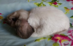Mini Lop rabbits for sale: Pedigree Mini Lops - Image 7