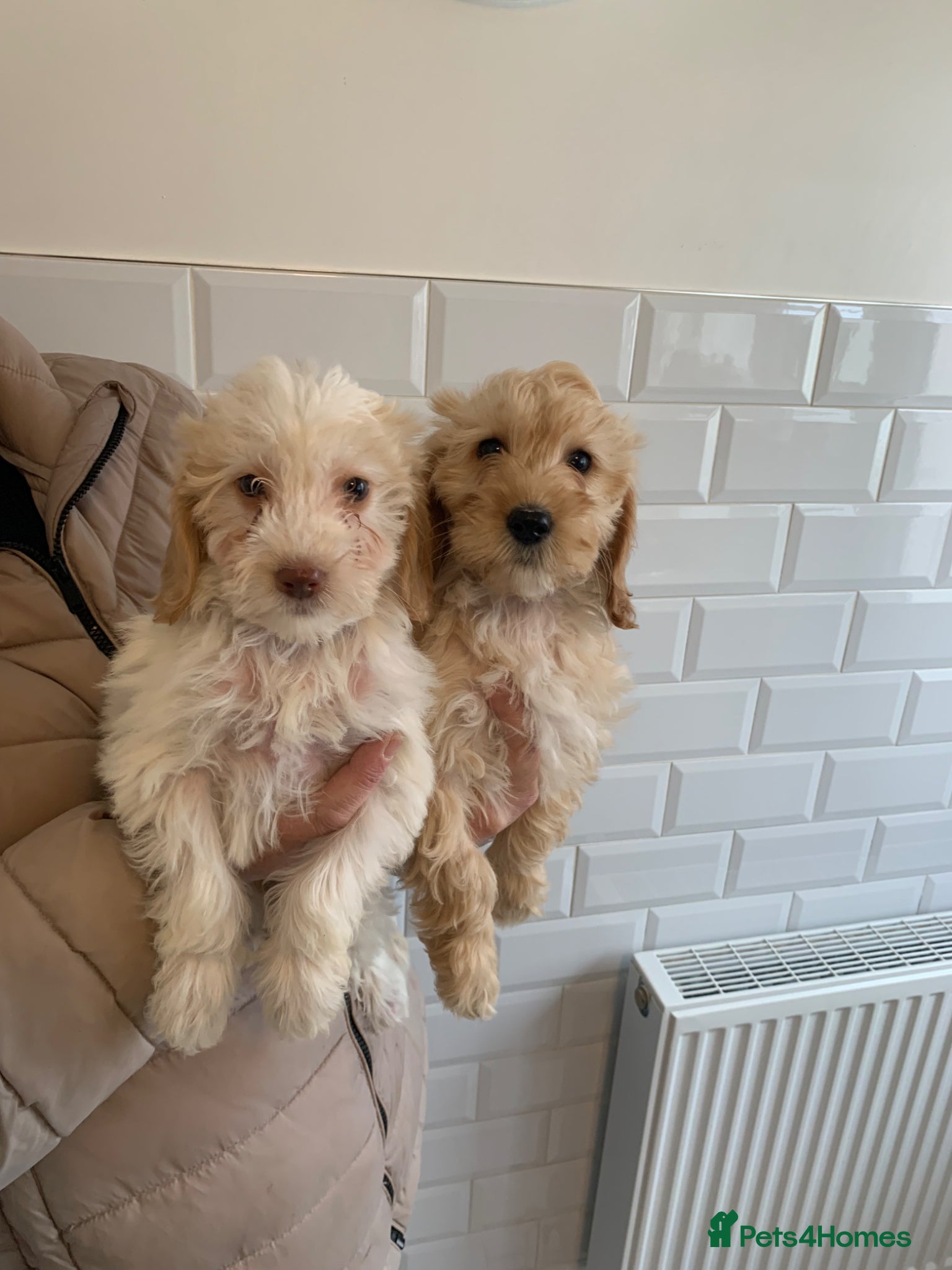 Cockapoo dogs  f1b cockapoo puppies dna clear ready now 2 left  - Advert 9