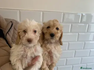 Cockapoo dogs f1b cockapoo puppies dna clear ready now 2 left - Advert 9