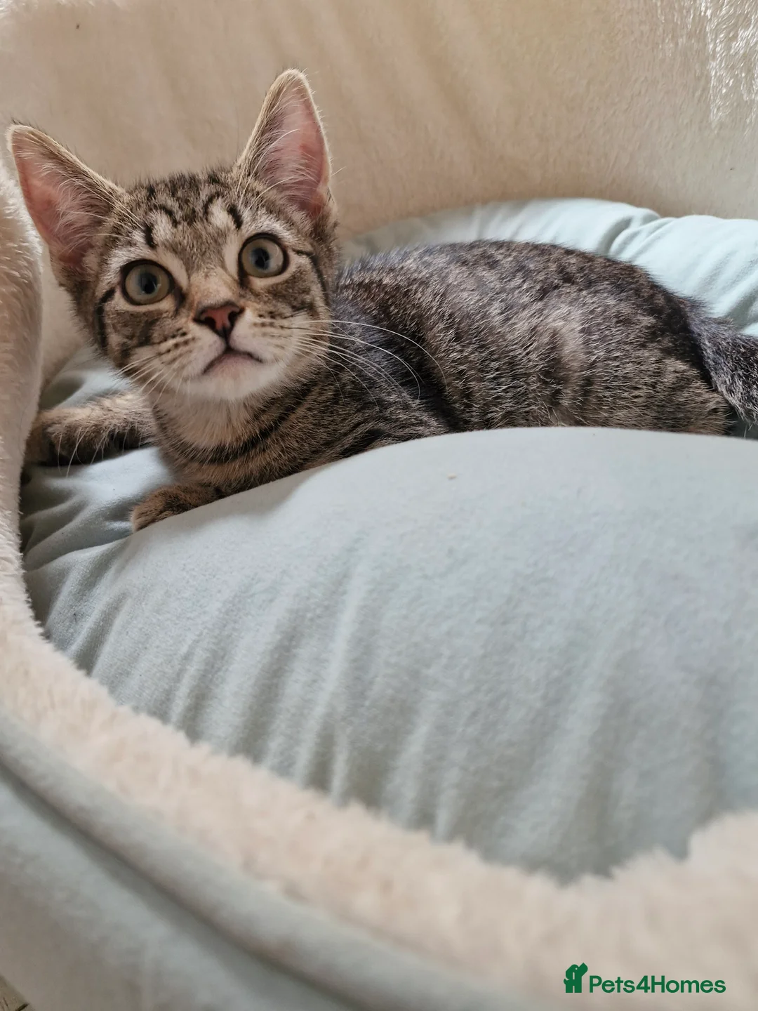 Mixed Breed cats for sale: Playful Kittens - Advert 22