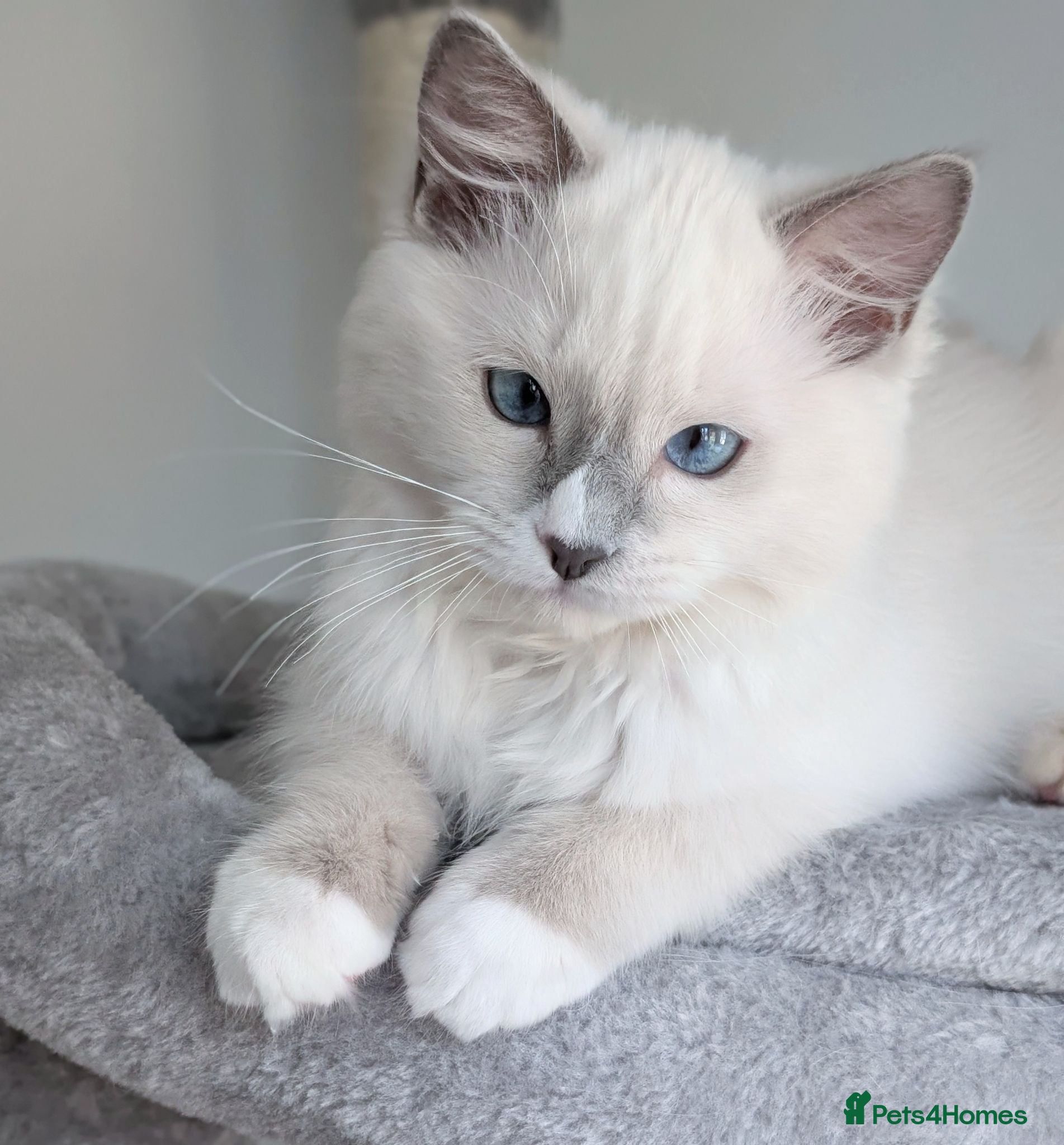 Ragdoll cats 💖Stunning TICA Female Ragdoll kitten  - Advert 11