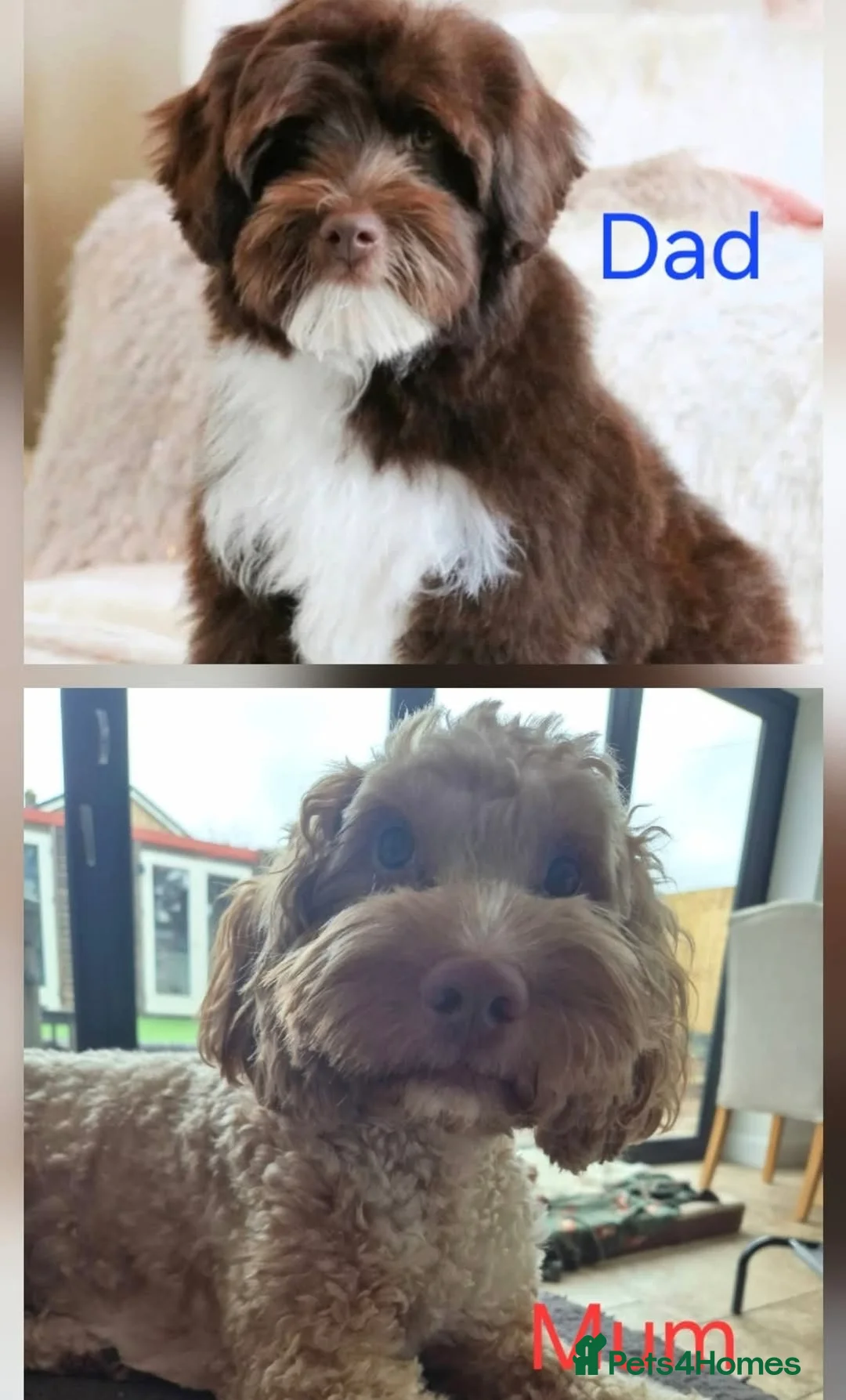 Australian Labradoodle dogs for sale: Australian Medium Labradoodles - Advert 12