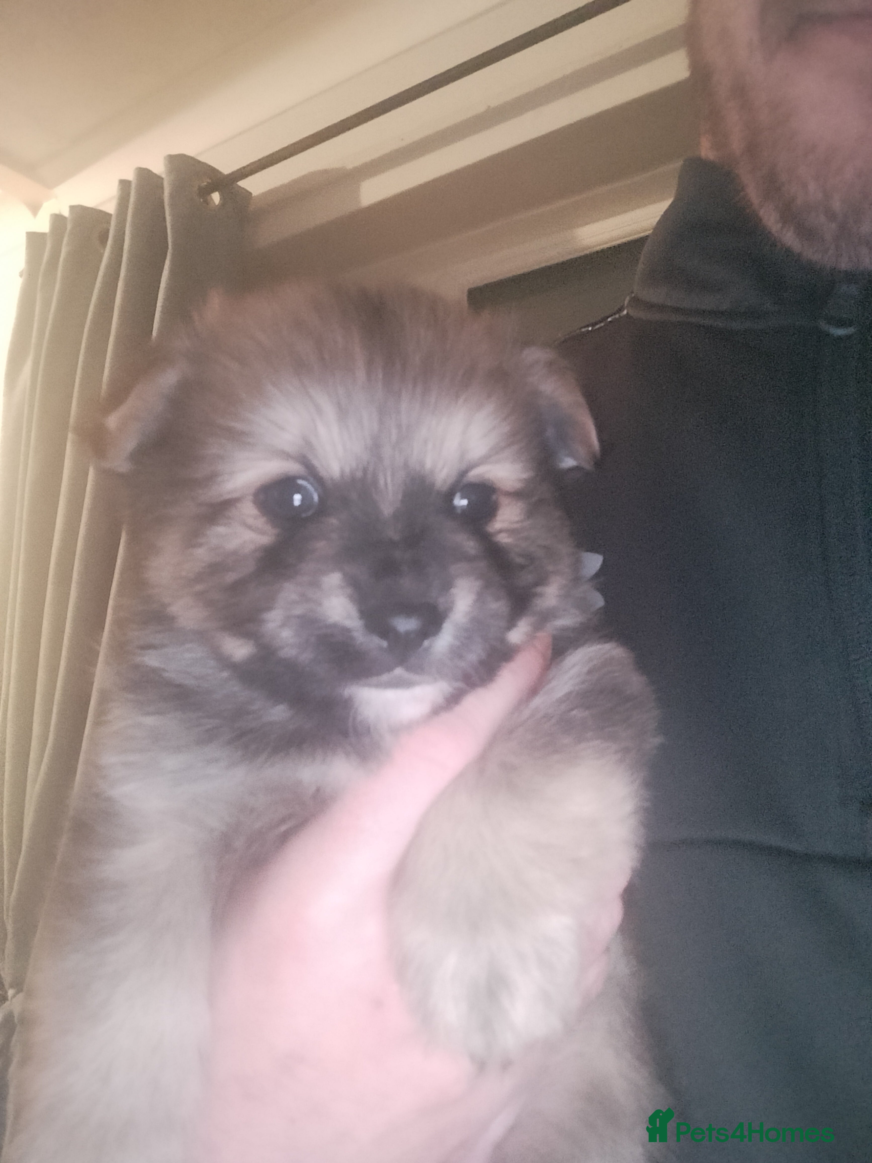 Mixed Breed dogs Yorkie poms - Advert 1