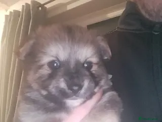 Mixed Breed dogs Yorkie poms - Advert 1