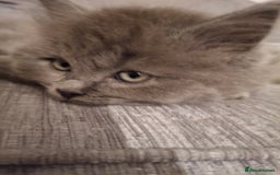 British Longhair cats for sale: 5 x beautiful BLH kittens for sale - Advert 27