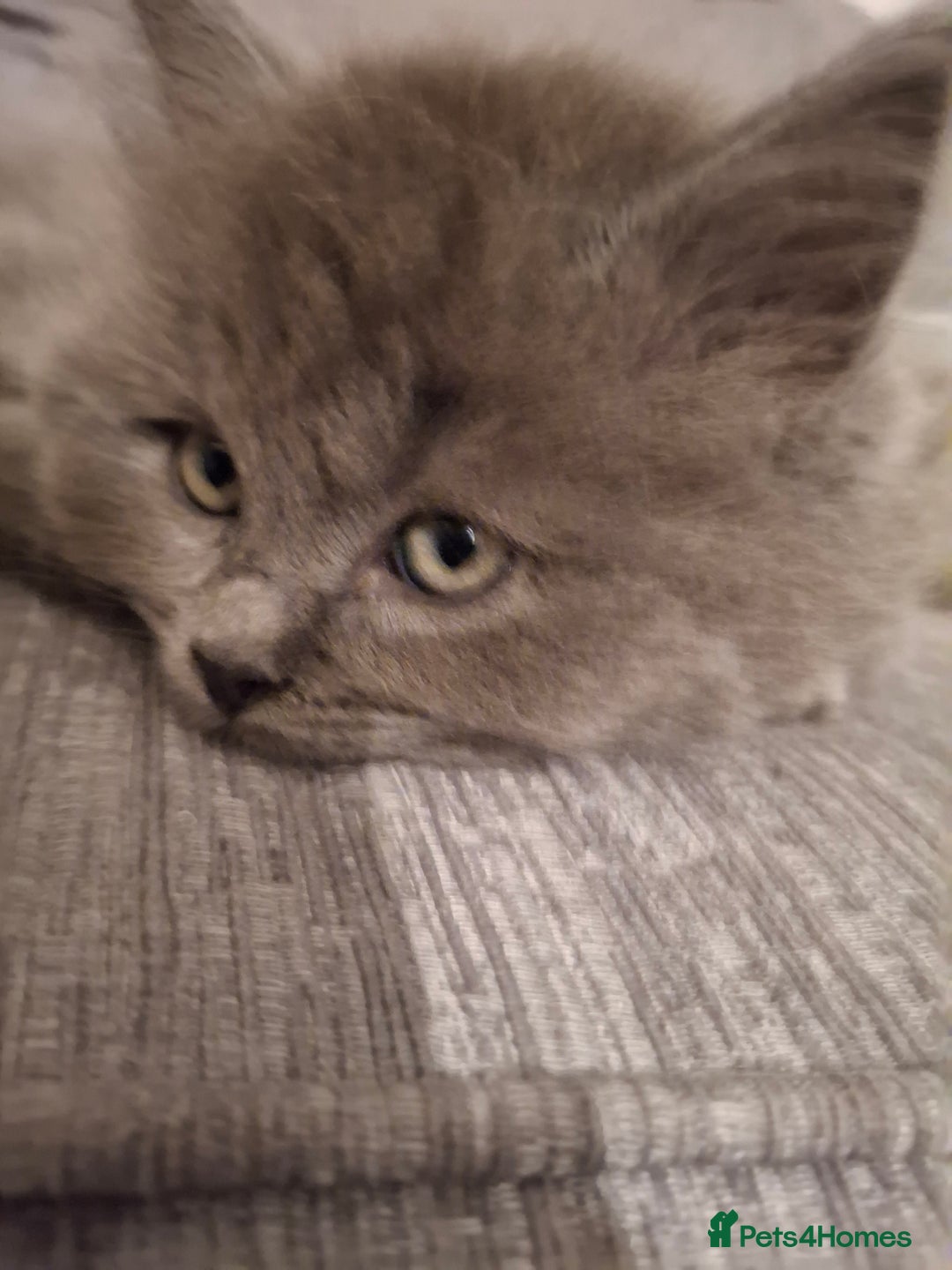 British Longhair cats for sale: 5 x beautiful BLH kittens for sale - Advert 27