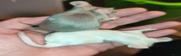 Mouse rodents for sale: Beautiful female mice - Advert 2