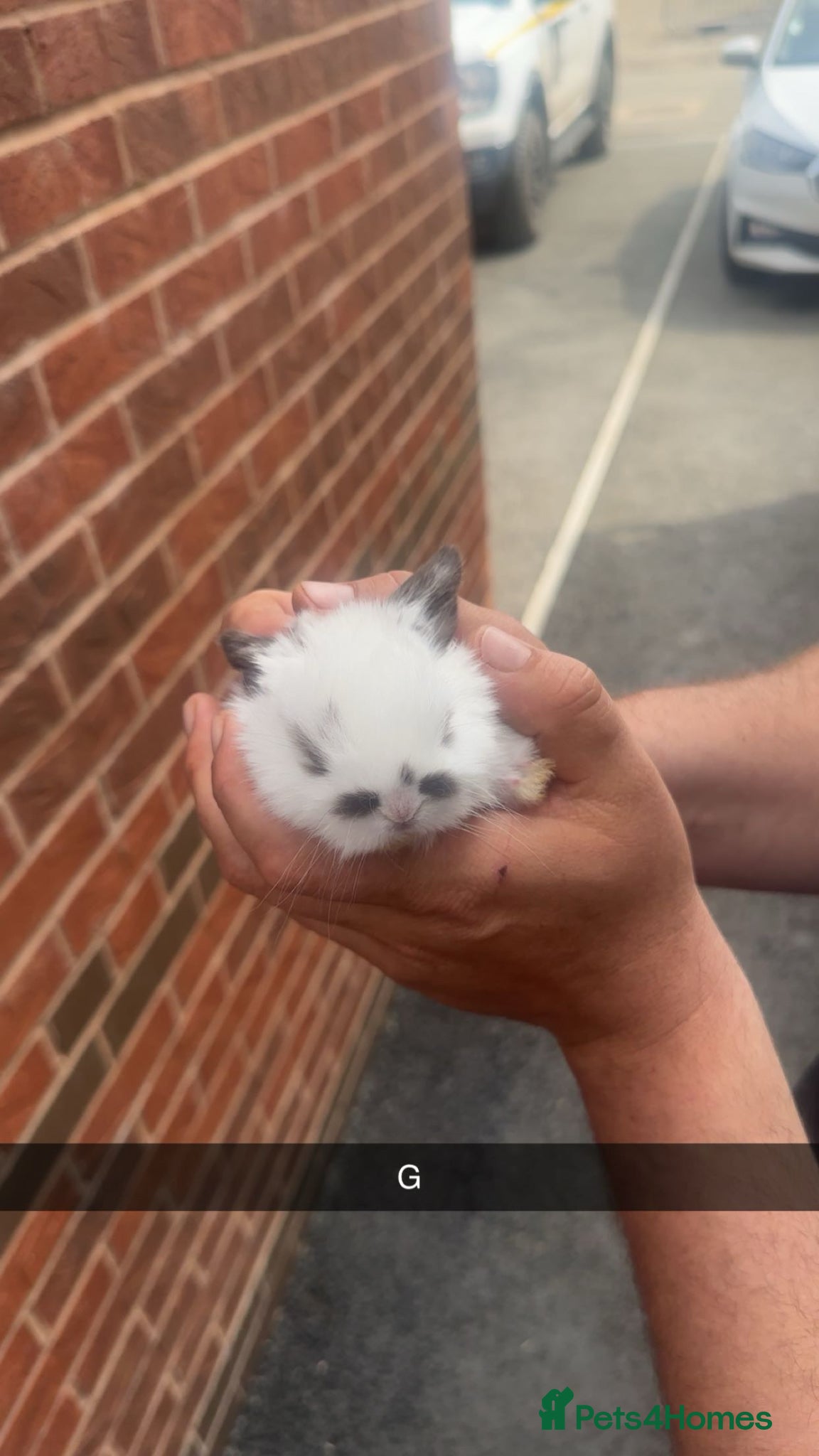 Mini Lop rabbits Adorable Mini lop babies  - Advert 21