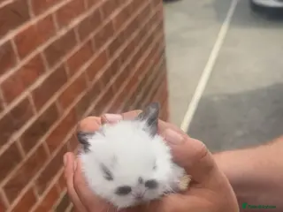 Mini Lop rabbits Adorable Mini lop babies - Advert 21