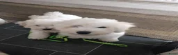 Bichon Frise dogs for sale: Bishon frise - Advert 10
