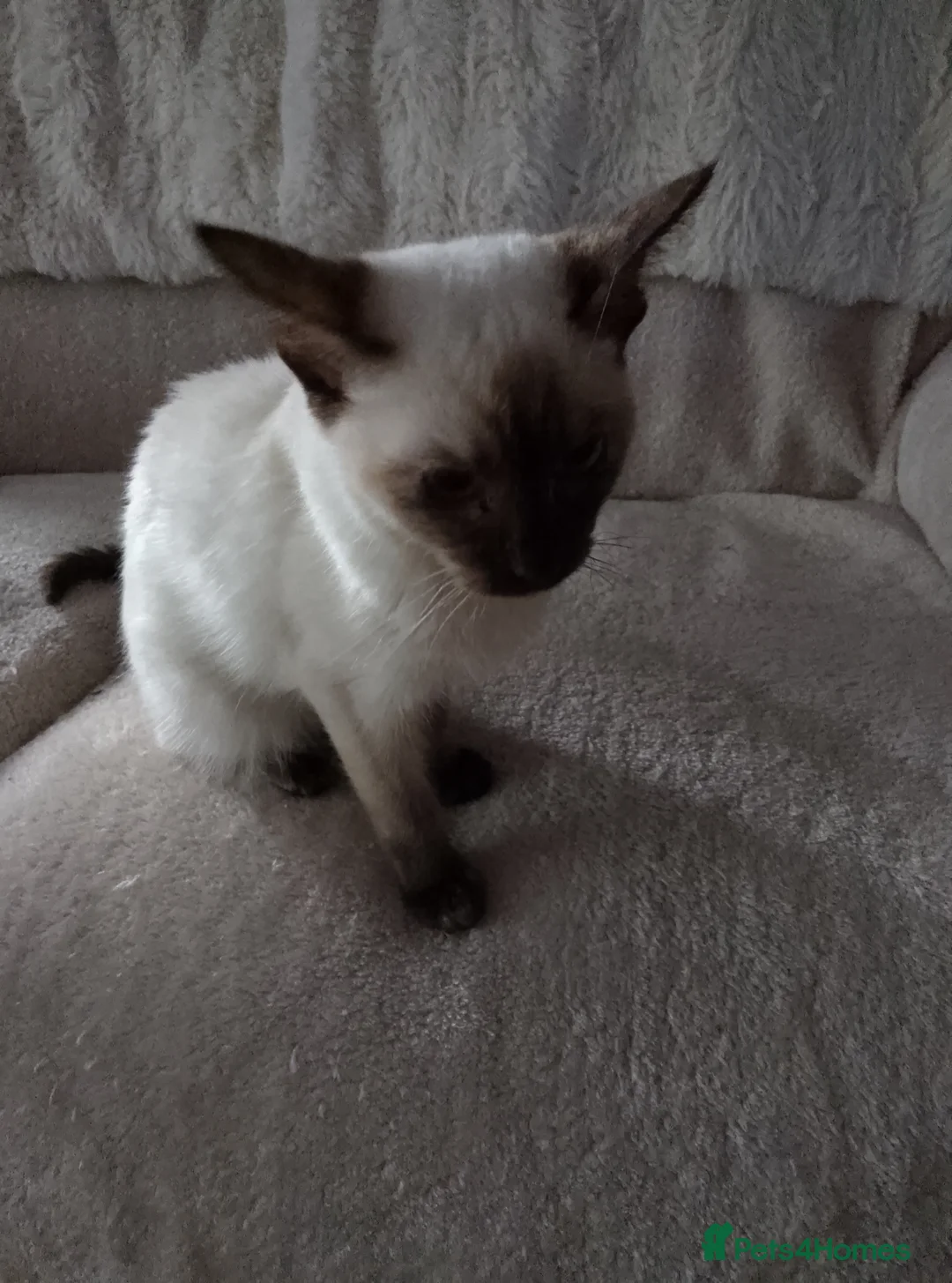 Ragamese cats for sale: Beautiful Chocolate Tortie Ragamese Girl - Advert 7