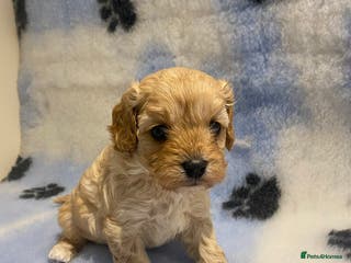 Cavapoo dogs 5 apricot cavapoo puppies - Advert 1