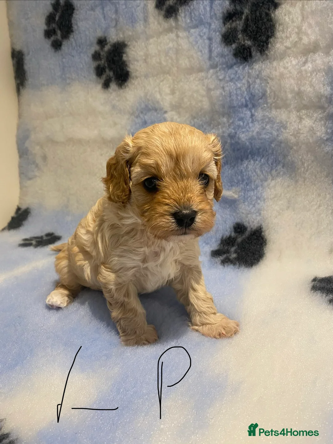 Cavapoo dogs for sale: Yellow collor available- ready to leave  - Advert 3
