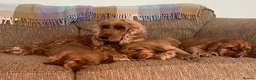 Cocker Spaniel dogs for sale: Cocker Spaniels - Solid Golden - Show Type in Ringwood - Advert 2