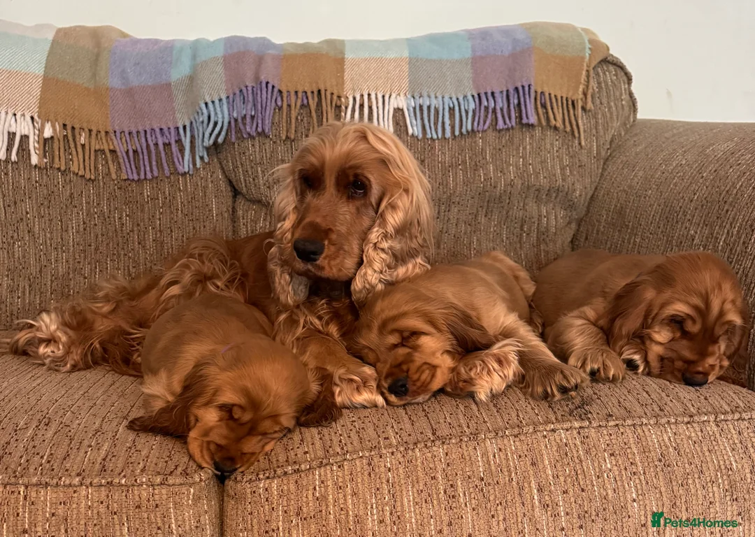 Cocker Spaniel dogs for sale: Cocker Spaniels - Solid Golden - Show Type in Ringwood - Advert 2